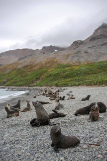 Antarctic Fur Seals (Arctocephalus gazella)