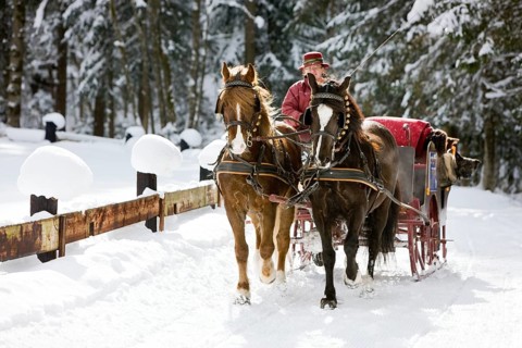 Sleigh with Welsh ponies in winter