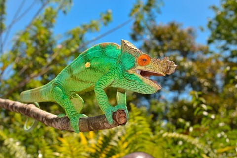Parson's Chameleon (Calumma parsonii)