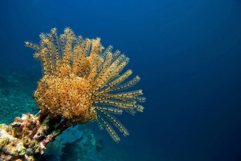 Variable Bushy Feather Star (Comanthina schlegeli)