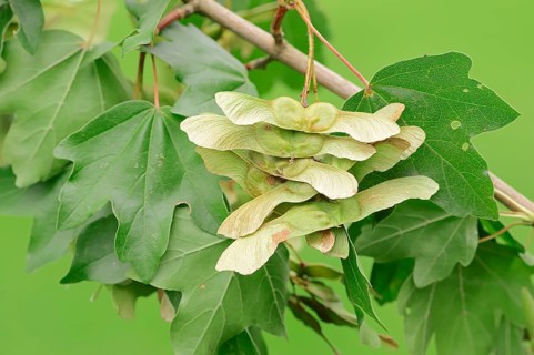 Field Maple (Acer campestre)