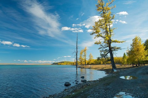 Autumnal colored larch trees on the banks of Khovsgol Nuur