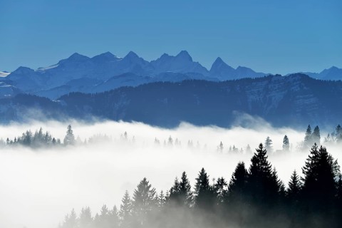 Coniferous forest in fog