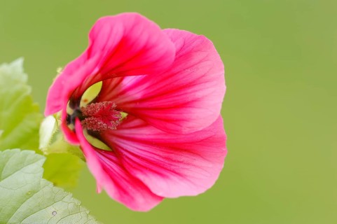 Annual Malope or Purple Spanish Mallow (Malope trifida)