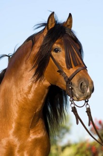 Andalusian Horse