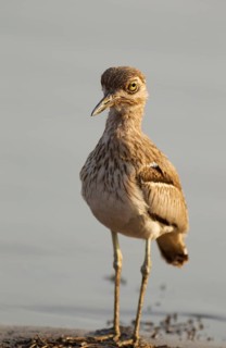 Water Thick-knee (Burhinus vermiculatus) at the lakeshore