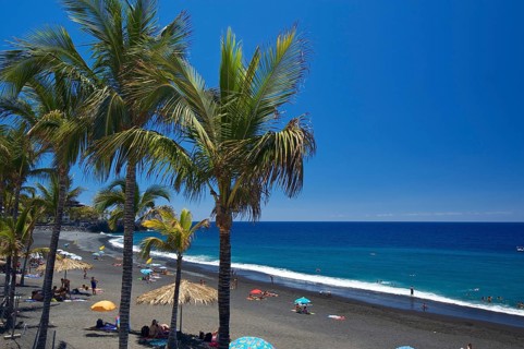 Palm trees on the beach