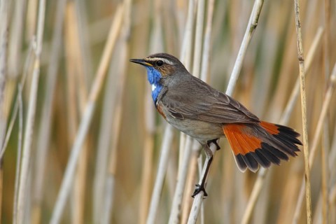 Bluethroat (Luscinia svecica cyanecula) displaying male perched on reed