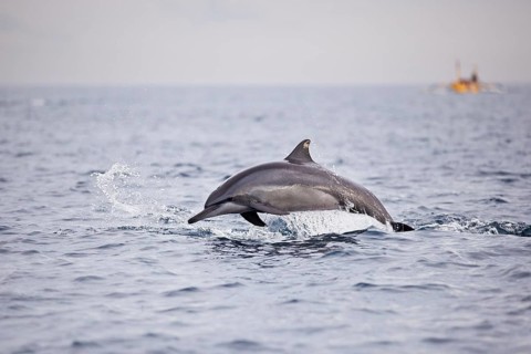Dolphin jumping out of the sea water