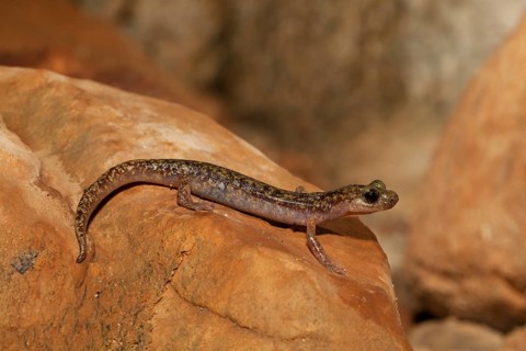 Imperial cave salamander (Speleomantes imperialis)