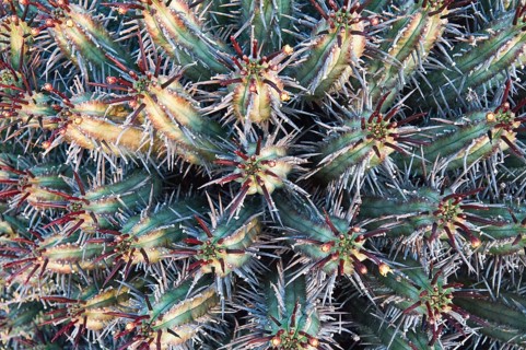 Euphorbia heptagona