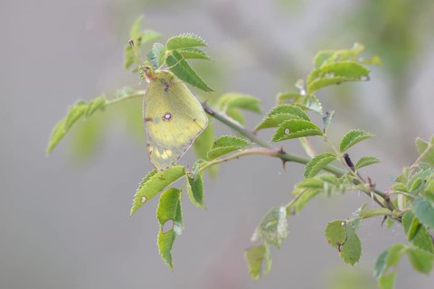 Pale Clouded Yellow (Colias hyale)
