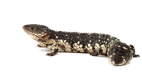 Shingleback Lizard or Bobtail (Tiliqua rugosa)