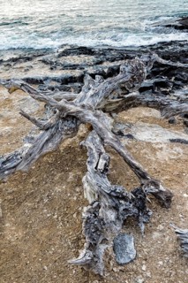 Dead trees on the beach