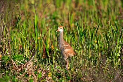 Sandhill Crane (Grus canadensis)