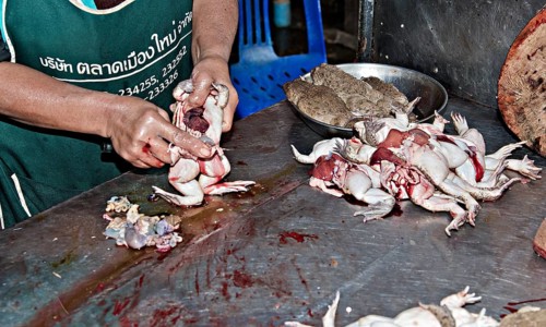 Gutting toads at the market