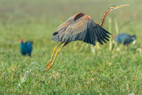 Purple Heron (Ardea purpurea) starting