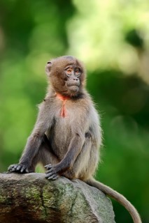 Gelada (Theropithecus gelada)