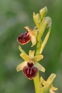 Early Spider Orchid (Ophrys passionis