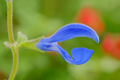 Sage or Gentian Sage (Salvia patens 'Blue Ocean')