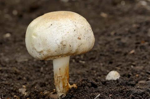 Horse Mushroom (Agaricus arvensis)
