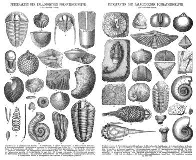 Various fossils