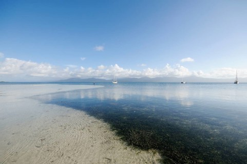 Sea grass