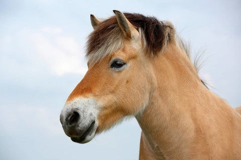 Norwegian Fjord Horse