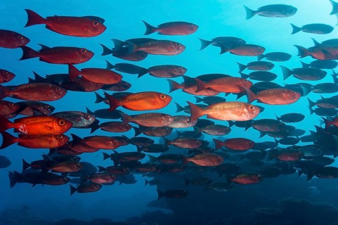 School of Lunar-tailed Bigeye or Moontail Bullseye (Priacanthus hamrur) in a coral reef