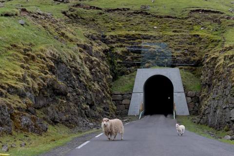 Sheep in front of the single-track tunnel between Husar and Mikladalur