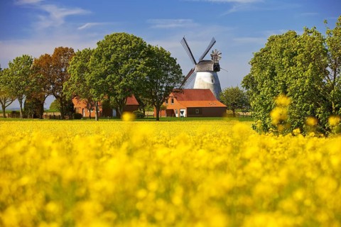 Rape field with windmill Meissen