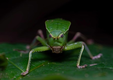 Bull-Katydid (Aspidonotus spinosus)