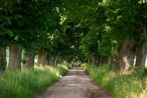 Avenue of beech trees