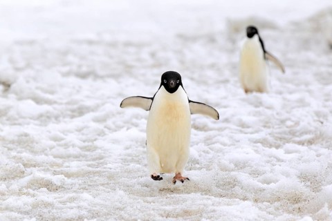 Adelie Penguin (Pygoscelis adeliae)