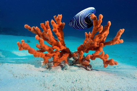 Emperor Angelfish (Pomacanthus imperator)