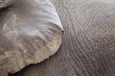 African Elephant (Loxodonta africana)