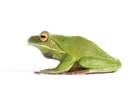 White-lipped Tree Frog (Litoria infrafrenata)