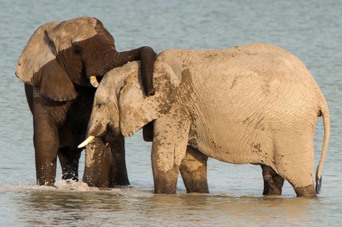 African elephants (Loxodonta africana) playfighting at the Namutoni water hole