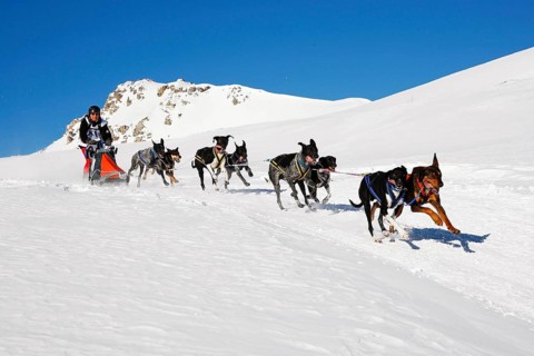 Alpine Trail Sled Dog Race 2012
