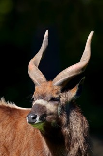 Sitatunga or Marshbuck (Tragelaphus spekii gratus)