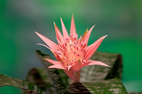 Silver Vase or Urn Plant (Aechmea fasciata)