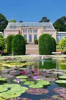 Lily pond