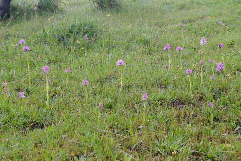 Naked Man Orchid or Italian Orchid (Orchis italica)