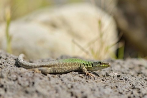 Italian Wall Lizard (Podarcis siculus)
