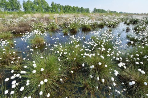Tussock Cottongrass (Eriophorum vaginatum)
