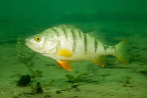 European perch (Perca fluviatilis)