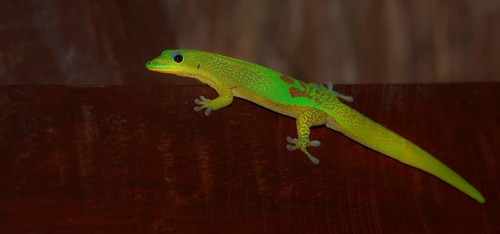 Gold Dust Day Gecko (Phelsuma laticauda)