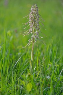 Lizard Orchid (Himantoglossum hircinum)