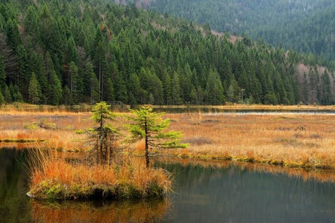 Autumn in the Naturschutzgebiet Kleiner Arbersee nature reserve