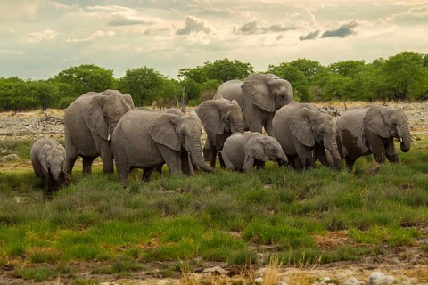African elephants (Loxodonta africana)